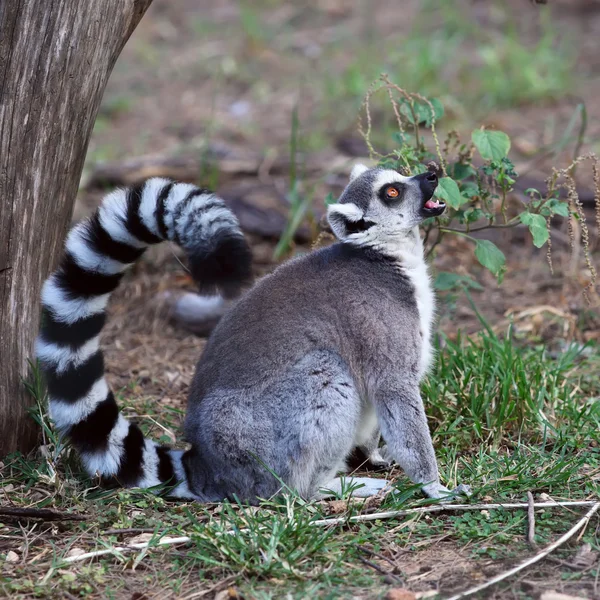 Lemur — Stockfoto