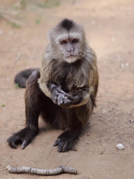 Capuchin — Stock Photo, Image