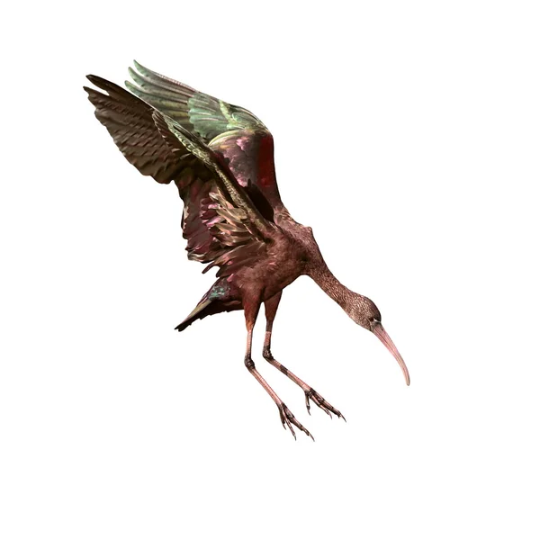 Parlak Ibis — Stok fotoğraf