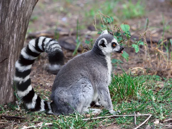 Lemur — Stockfoto