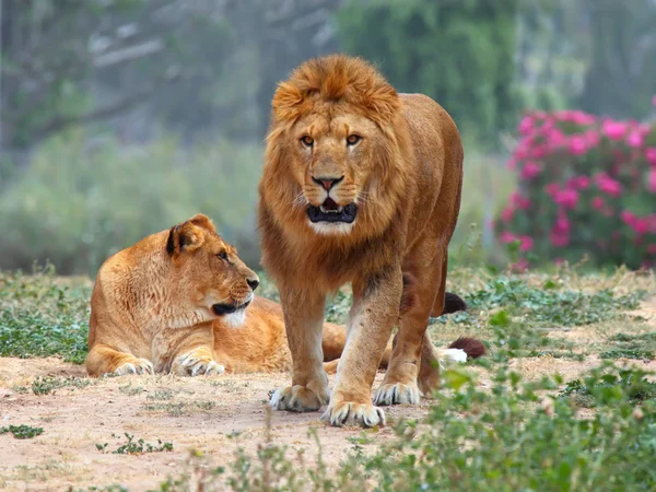 Lion 's — стоковое фото
