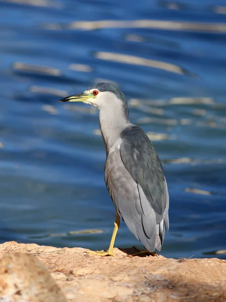 Nachtreiher — Stockfoto