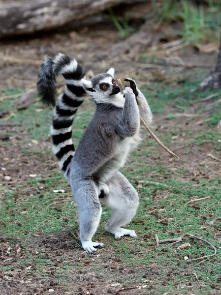 Lemur — Stockfoto