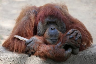 orangutan
