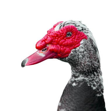 Misk ördeği