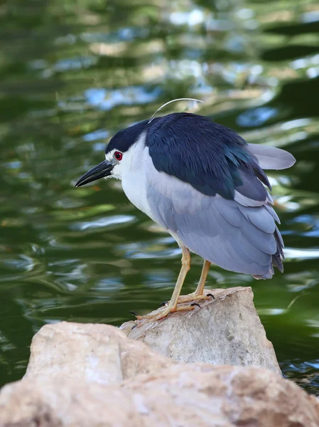 Night-Heron — Stock fotografie