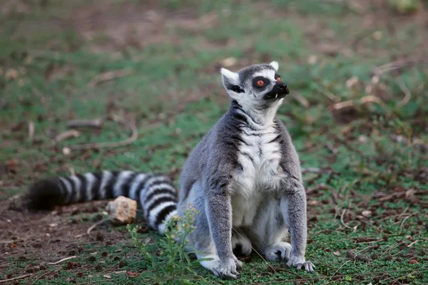 Lemur — Stockfoto