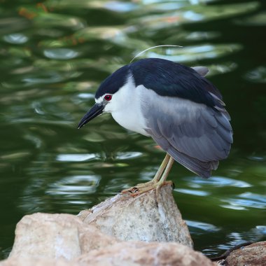 Night-Heron