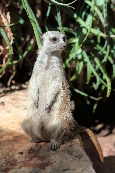 Suricata. — Fotografia de Stock