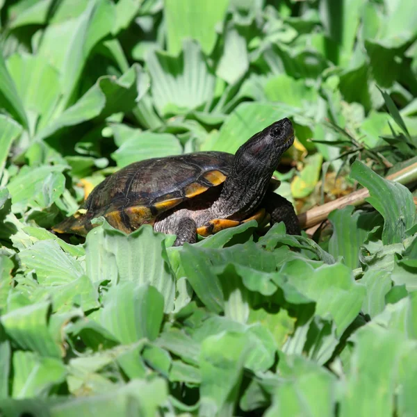 Zeeschildpad — Stockfoto