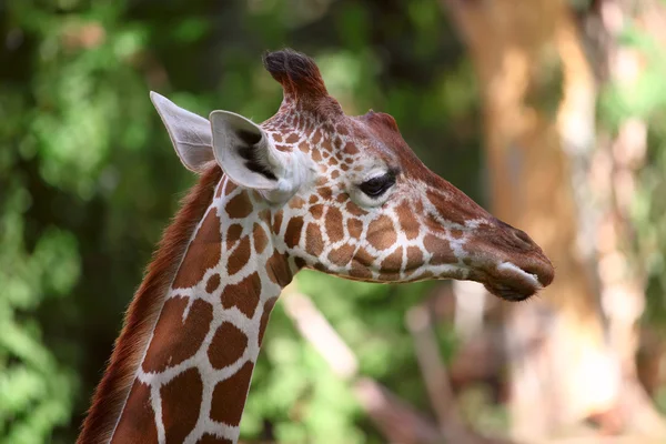 Girafa — Fotografia de Stock