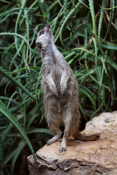 Suricata — Stock Photo, Image