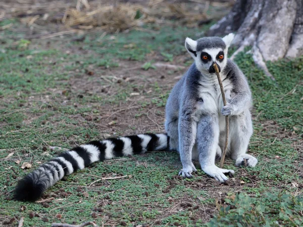 Lemur — Stockfoto