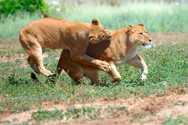 Leones hembra — Foto de Stock