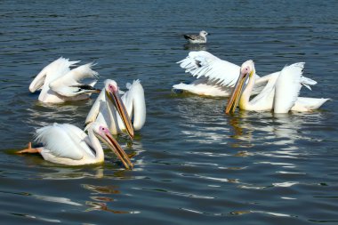 pelikanlar