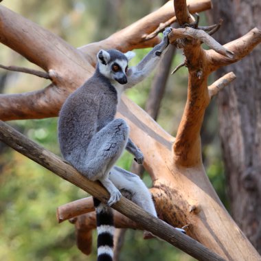 Lemur
