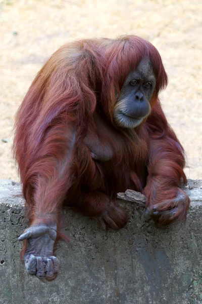 Orang-Utan — Stockfoto