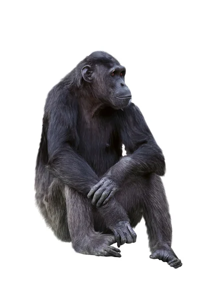 Chimpanzee — Stock Photo, Image