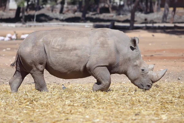 Nashorn — Stockfoto