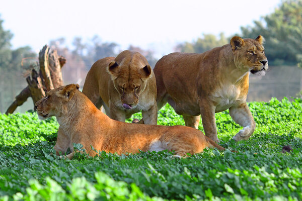 three lionesses