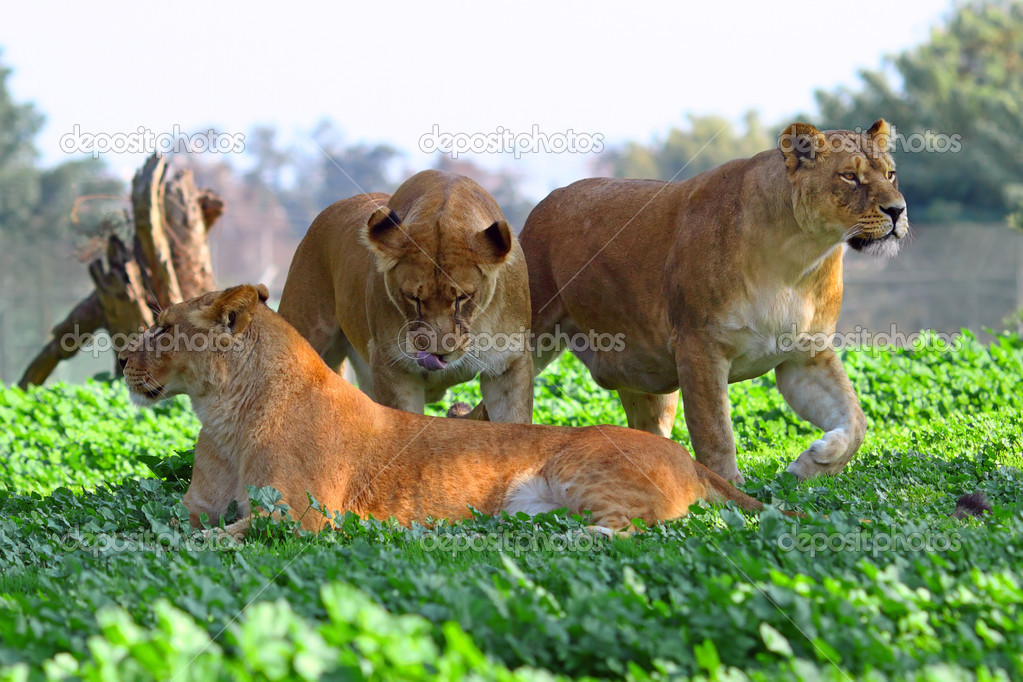 three lionesses