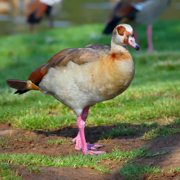 Ägyptische Gans — Stockfoto