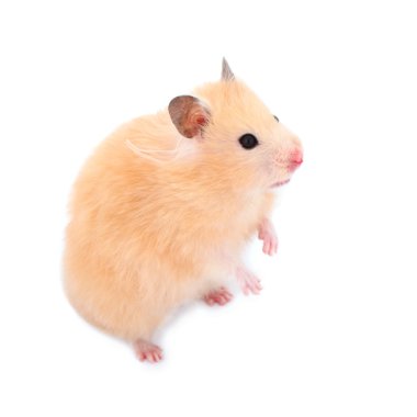 hamster