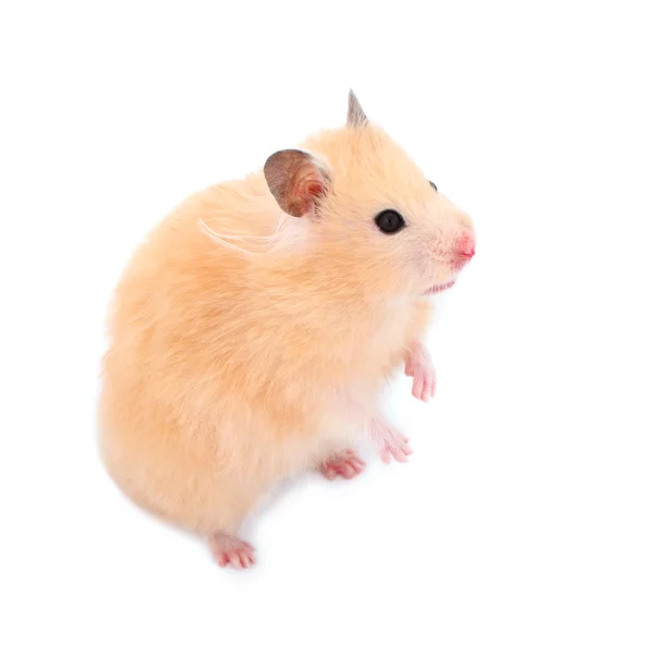 Hamster — Stock Photo, Image