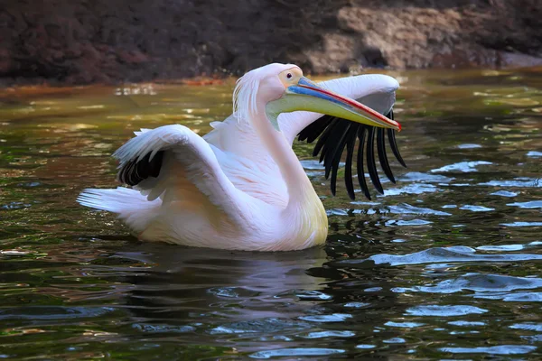 White Pelican — Stock Photo, Image