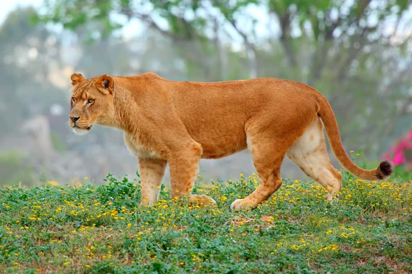 Löwin — Stockfoto