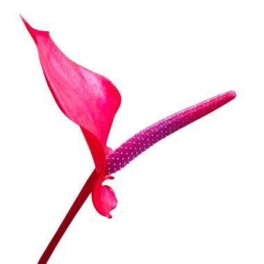 Mor flamingo çiçeği