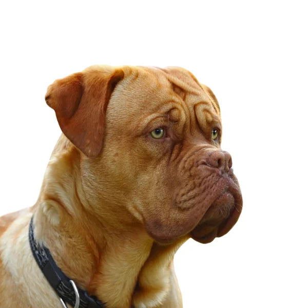 Dogue de bordeaux — Zdjęcie stockowe