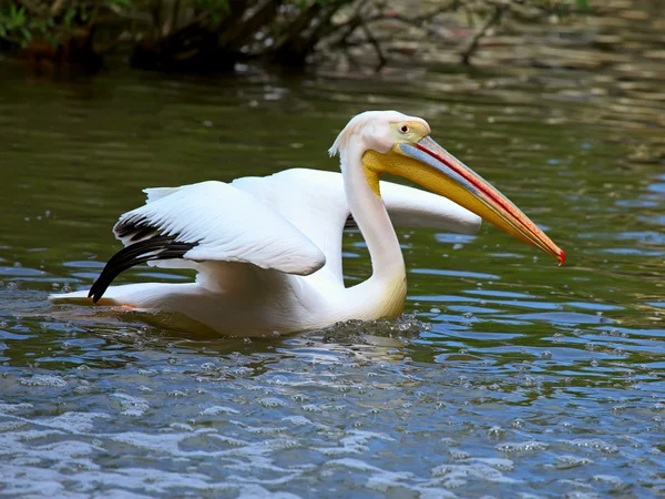 Weißpelikan — Stockfoto