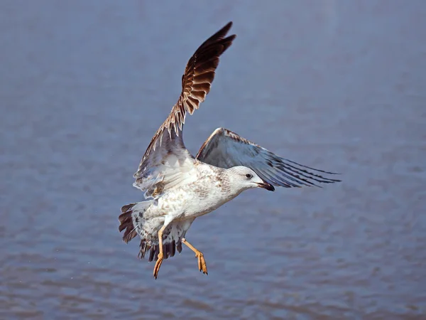 Martı — Stok fotoğraf