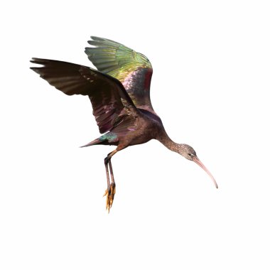 parlak Ibis