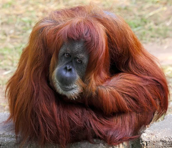 Orangutan — Stock fotografie