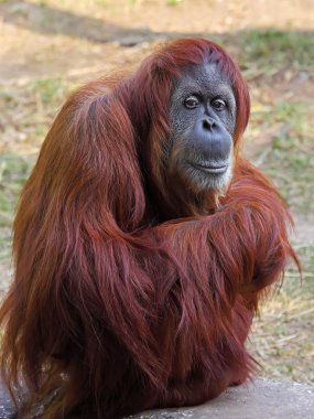 orangutan