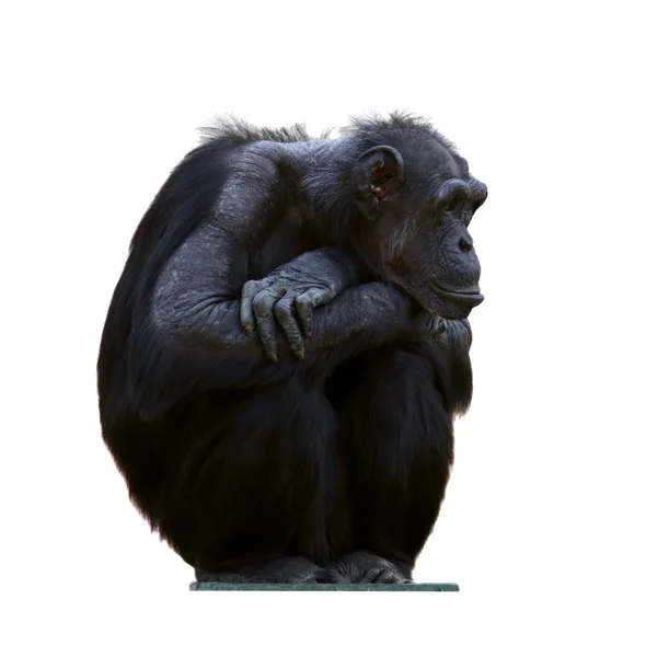 Schimpans — Stockfoto