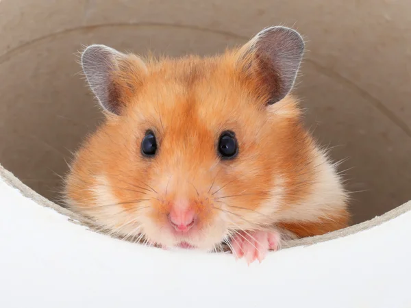 Hamster — Stock Photo, Image