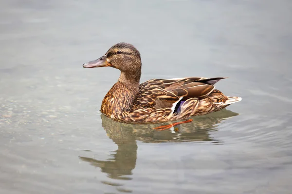 Pato-de-bico — Fotografia de Stock