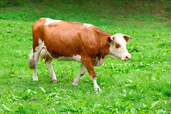 Vaca en un pasto — Foto de Stock