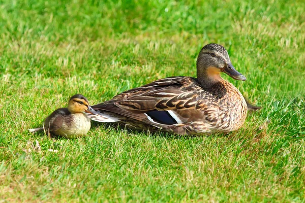 Duck and duckling — Stock Photo, Image