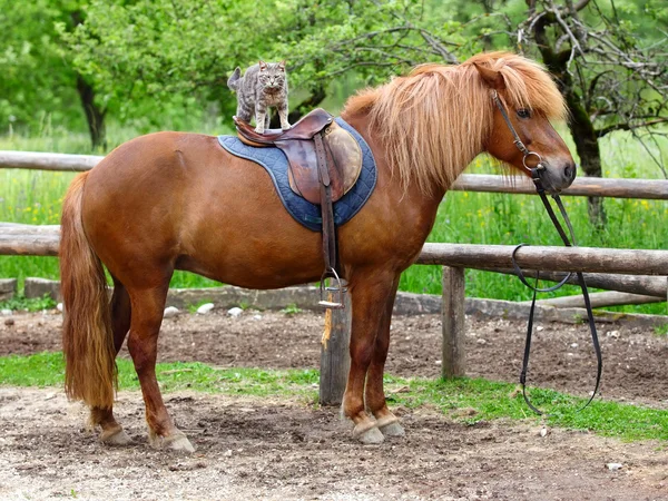 At ve kedi — Stok fotoğraf