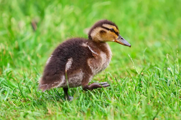 Duckling — Stock Photo, Image