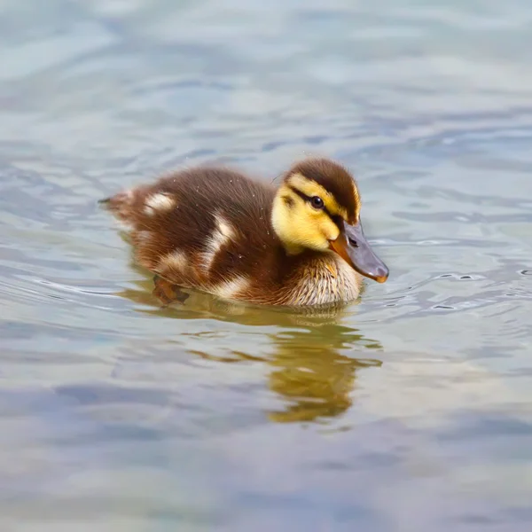 Jeune canard — Photo