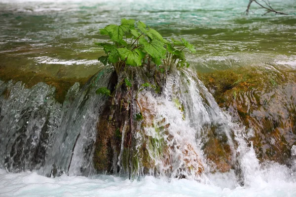 Pequeña cascada tropical — Foto de Stock