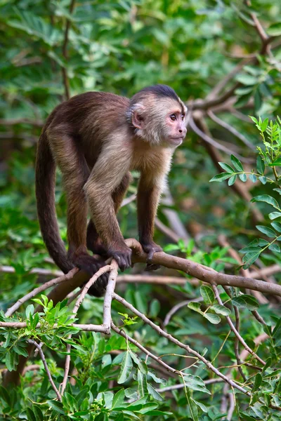 Capuchin monkey — Stock Photo, Image