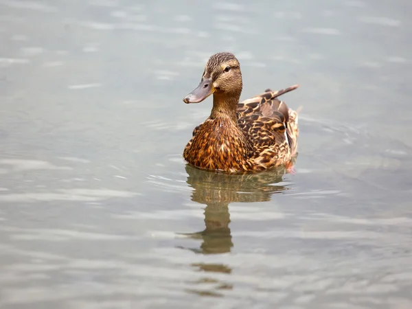 Pato mallard fêmea — Fotografia de Stock