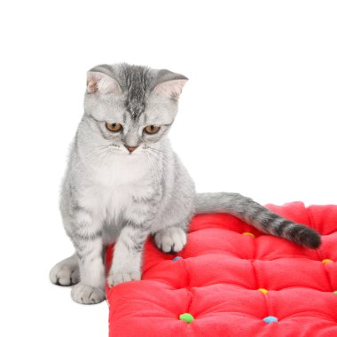 İskoç kedi yavrusu 