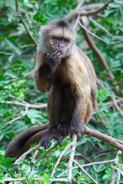 Capuchin — Stockfoto